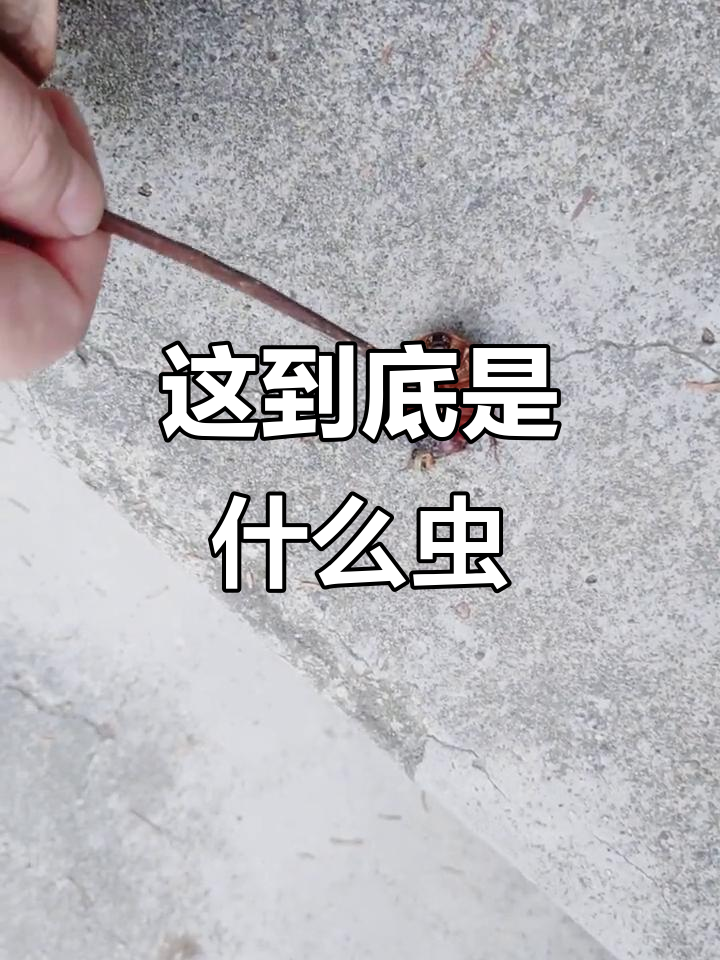 What is this (what brand is this)